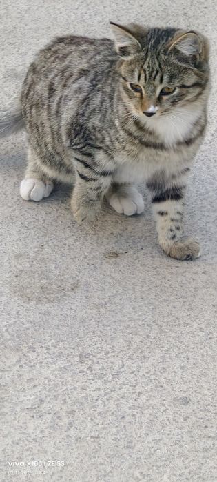 Котята бесплатно