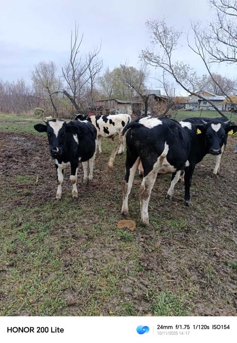 vitei holstain opt luni