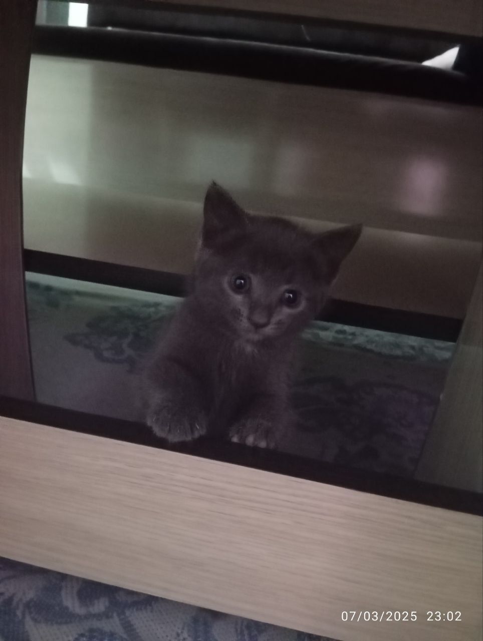 Mushukchalar 1yarim oylik. Latok bilishadi.jinsi ayol.