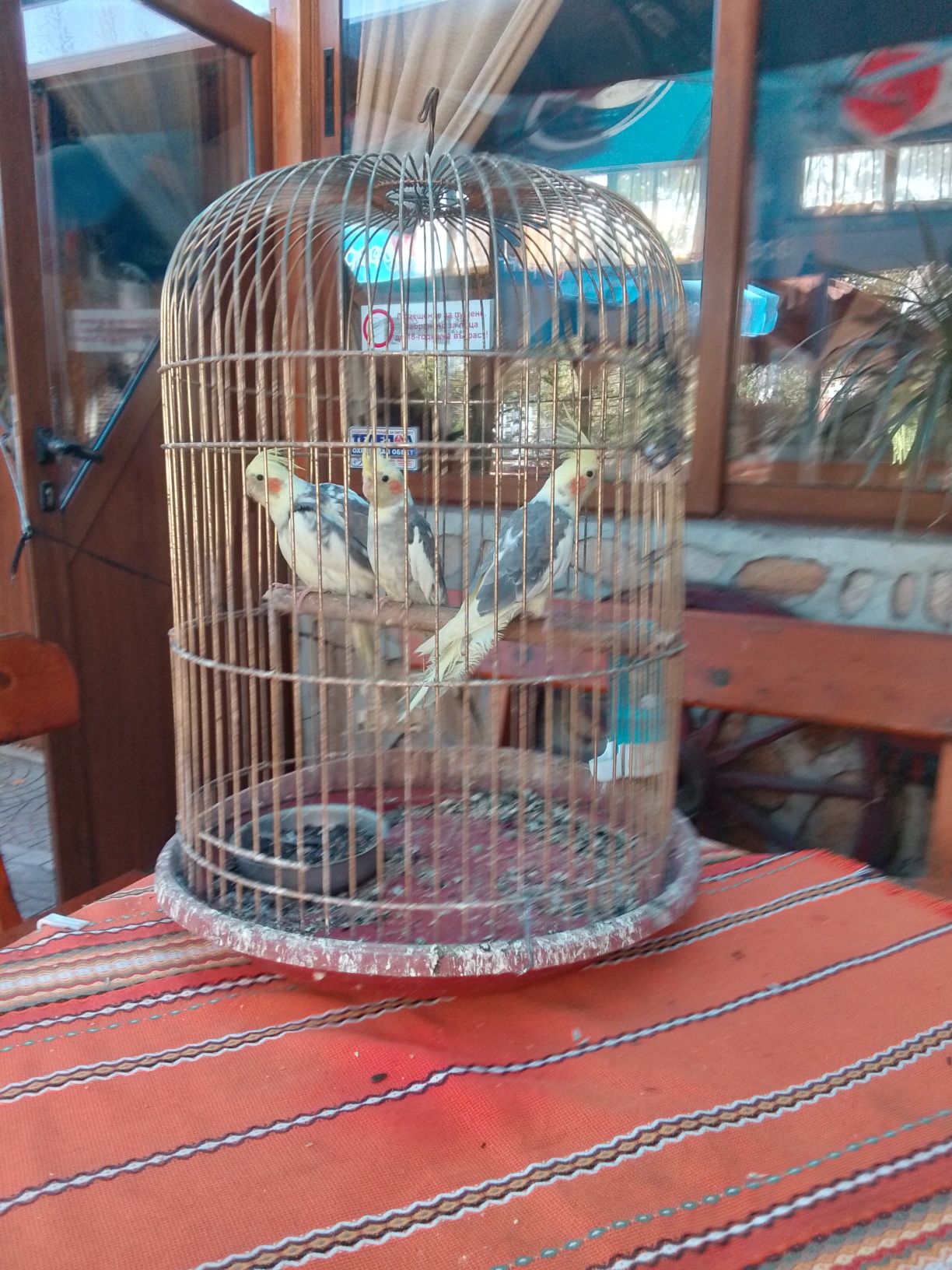 Продавам млади корели