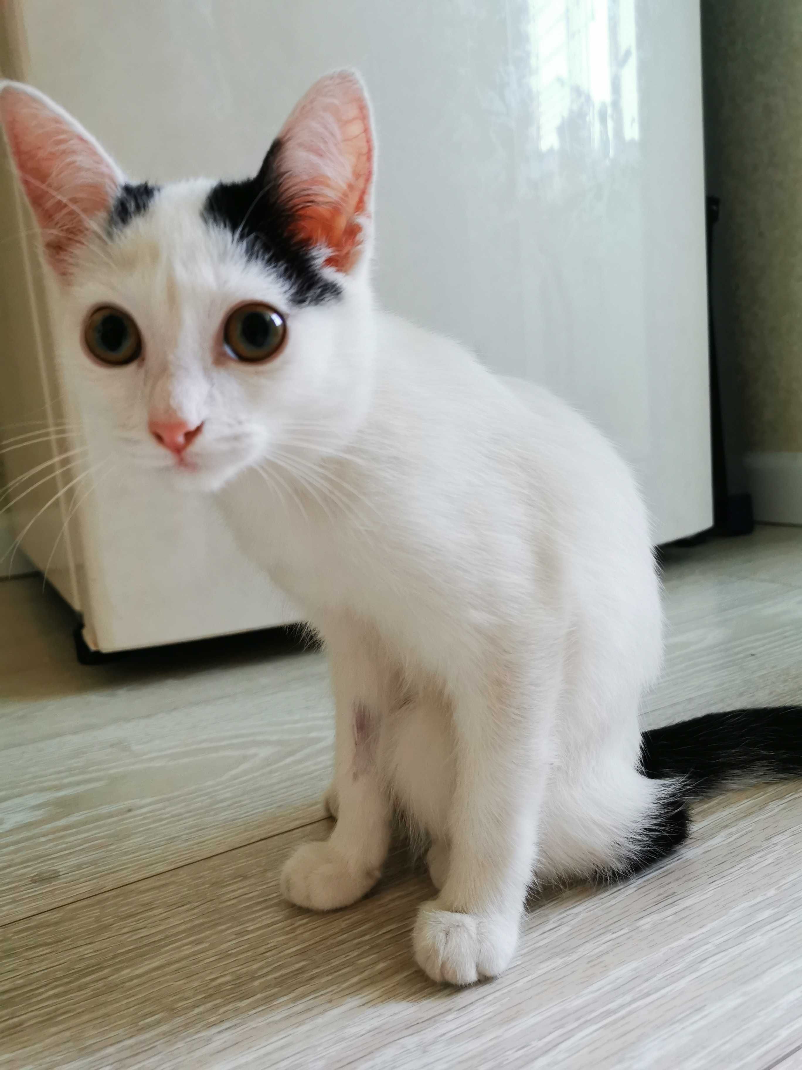 Котенок в добрые руки даром