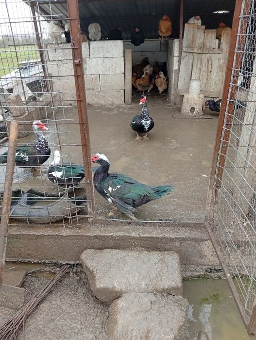 Rațe mute de anul acesta