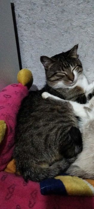 Потерялся кот Томи два года
