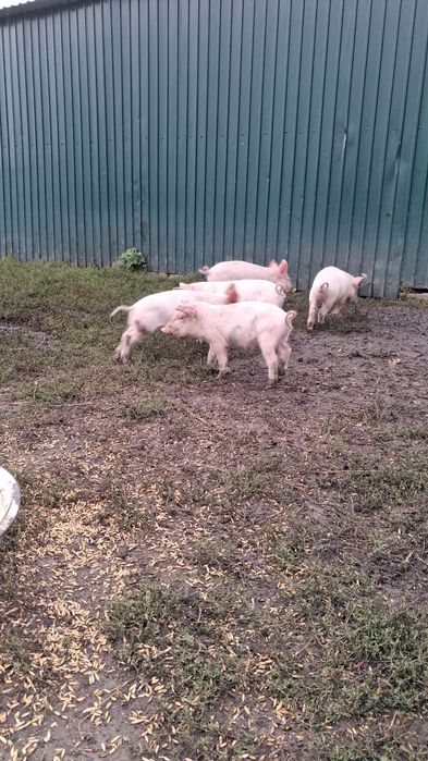 Продам поросят 1 месяц