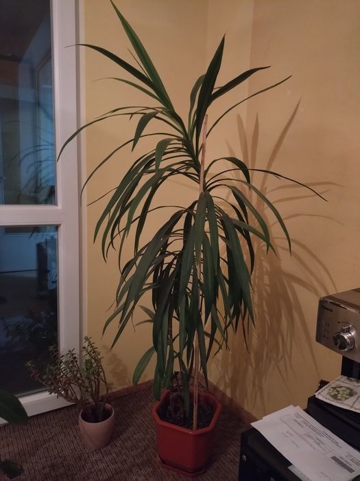 Цвете не знам какъв вид :)