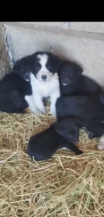 Отдам щенят бесплатно