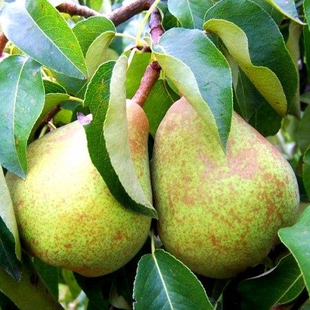 Par (Soiul Decana Comisiei )