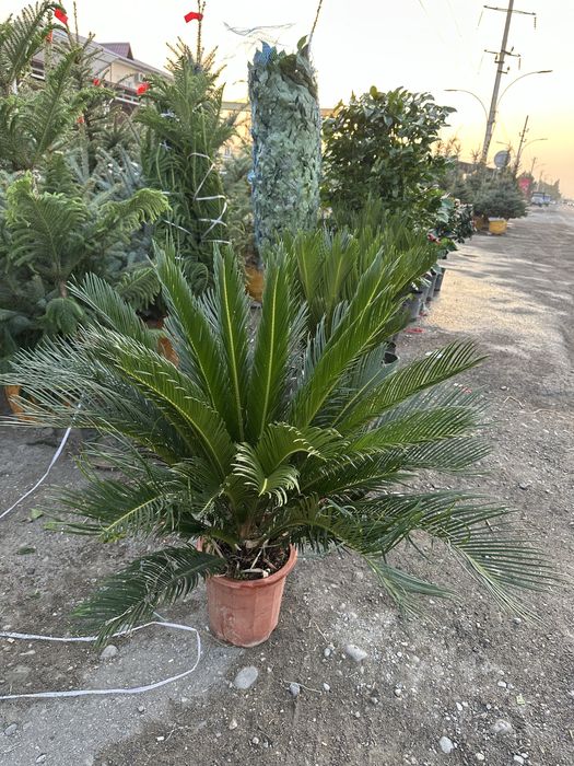 Xar xil turdagi archalar va gullar sotiladi