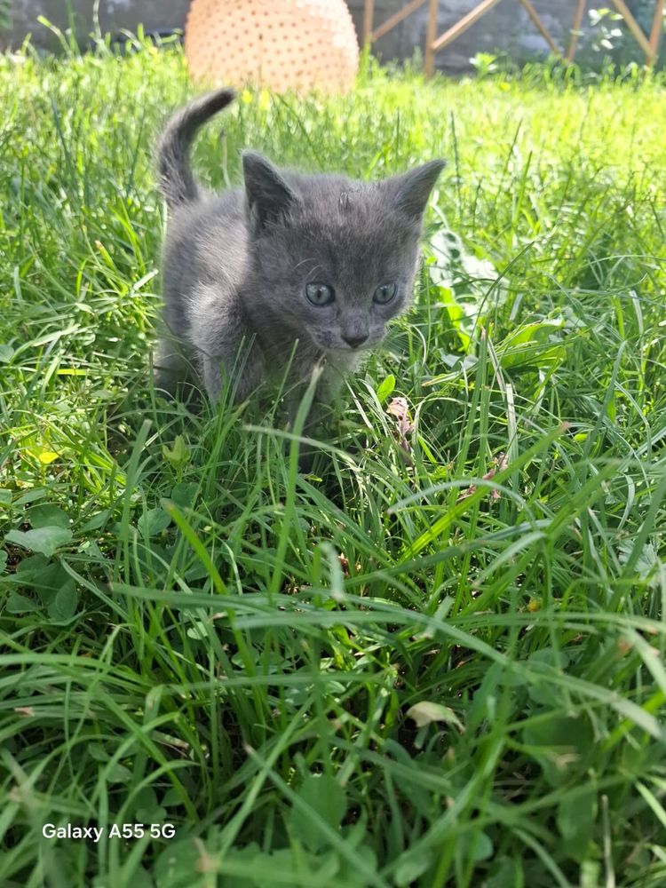Котята в любящую семью