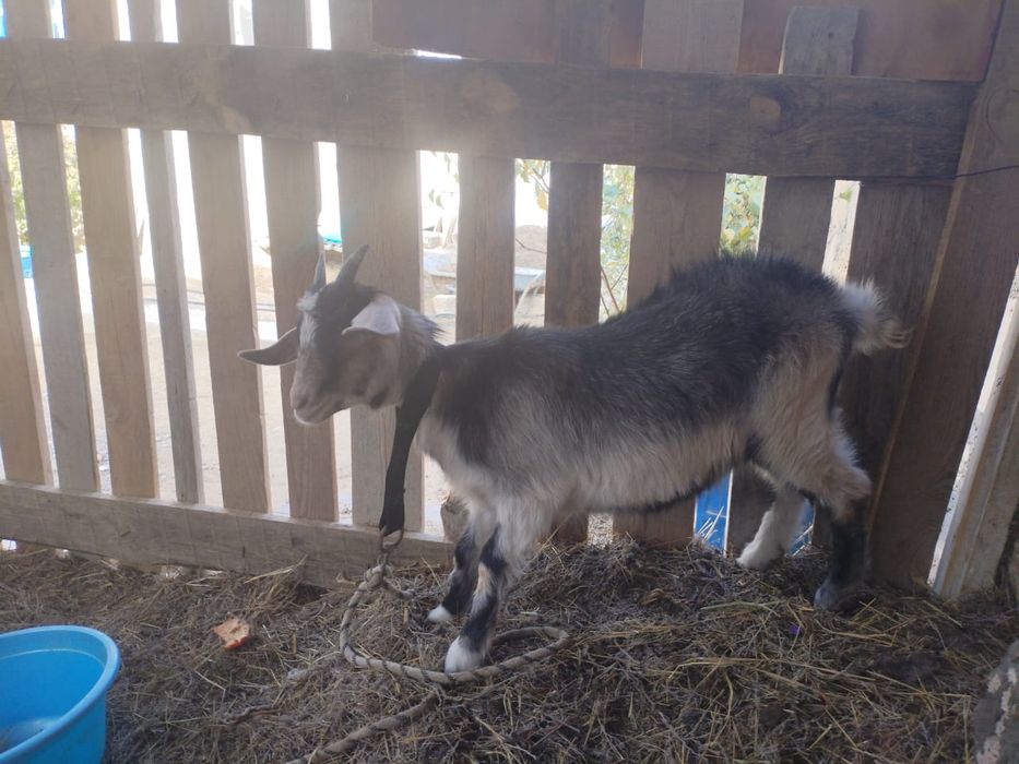 Ешки бир лагымен жане теке сатылады.