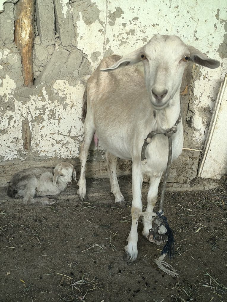 Zotli Zanen echki sutli sotiladi