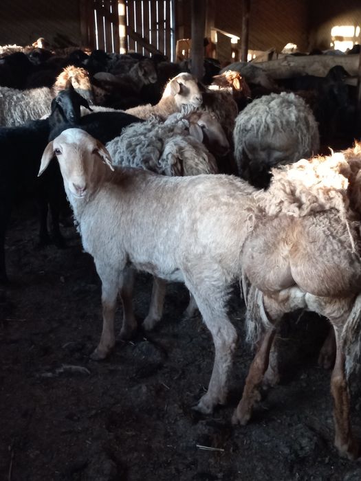 Продам годовалых барашек откорм 4м,
