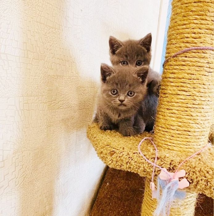 Шотладские девочки, к лотку приучены