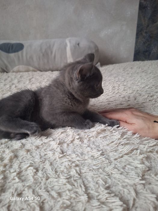 Отдадим котёнка 2 месяца ,девочка в хорошие руки.