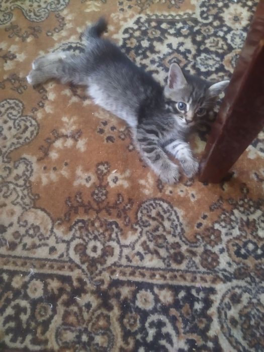 Котики в добрые руки