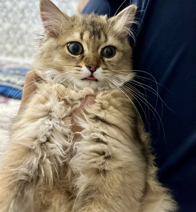 mushuk sotiladi shinshilla 850 ming