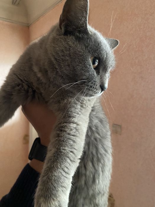 Сотилади 450мнга Тез келштириб берама