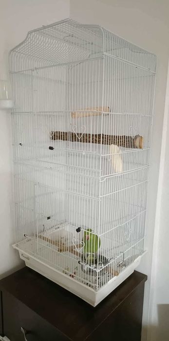 Papagal micul Alexandru