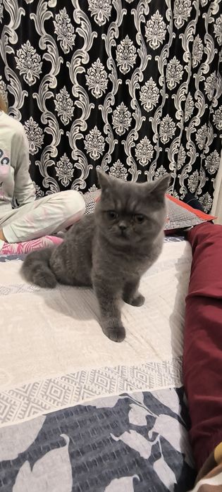 Pisica british shorthair
