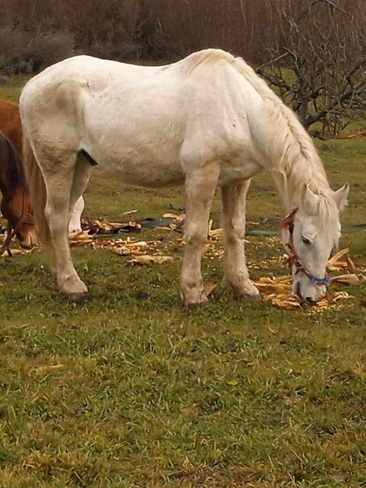 Vând cal de căruță