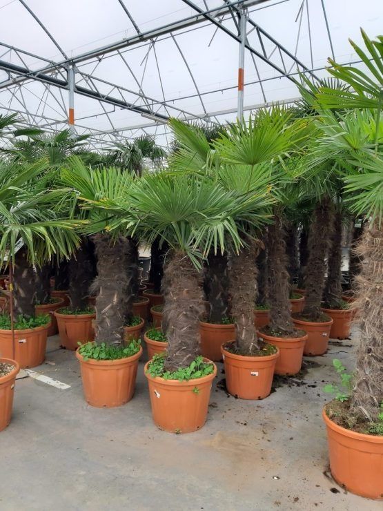 Plante exotice ornamentale, palmieri, maslini, amenajez gradini, gazon