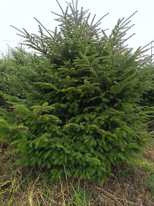 Vând Pomi de Crăciun Brad romanesc