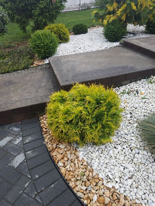 Tuja occidentalis /Danica glob 55/150