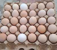 Яйца домашние по 700, огурцы и ассорти по 2000 банка взамен