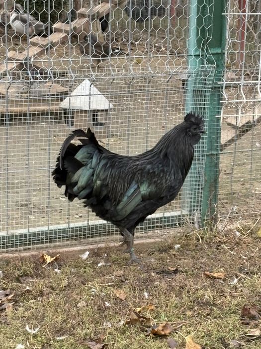 Cocosi Ayam Cemani din 2025