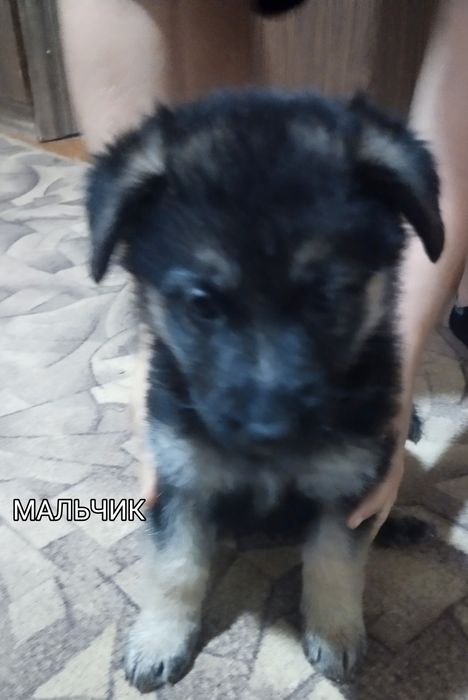 Немецкая овчарка чистокровная