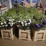 Lisianthus - flori en gross 5 culori