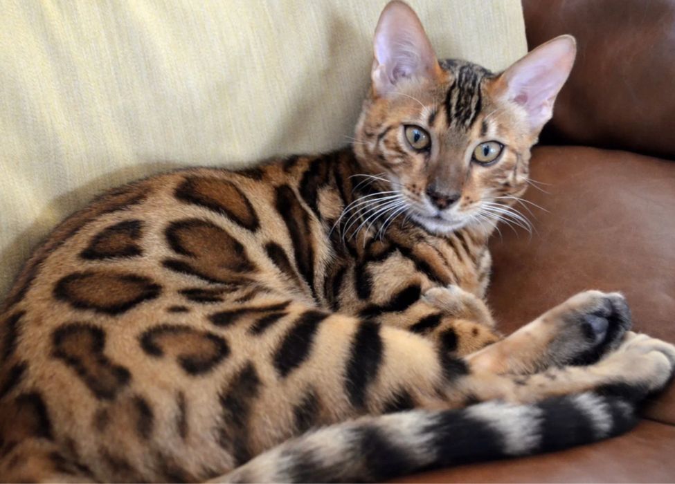 Продам бенгальскую кошку.