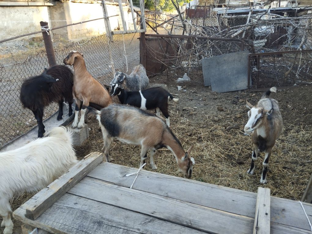Козы породистые Сүтті Ешкілер