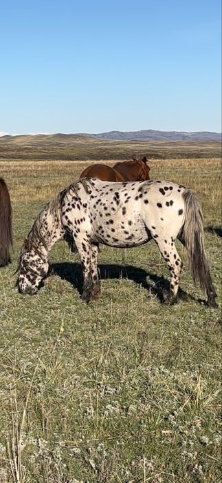 Байшұбар, шұбар, чубарый жеребец айғыр