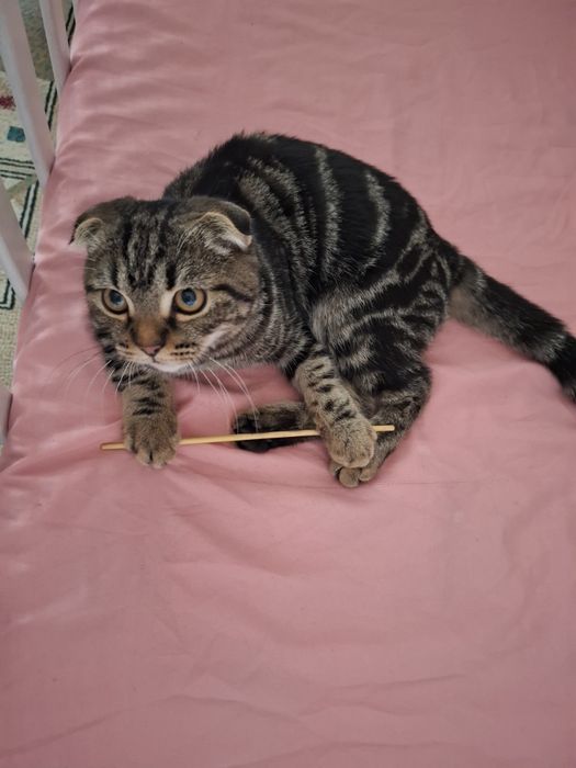 Продам скотиш фолд мальчик