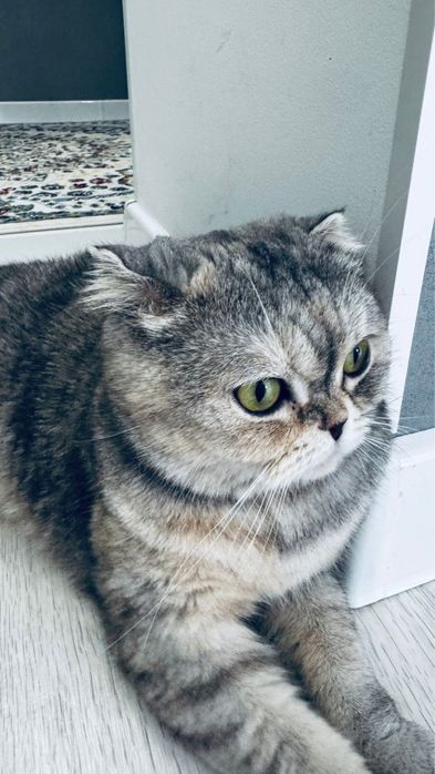 Кошка шотландский вислоуха