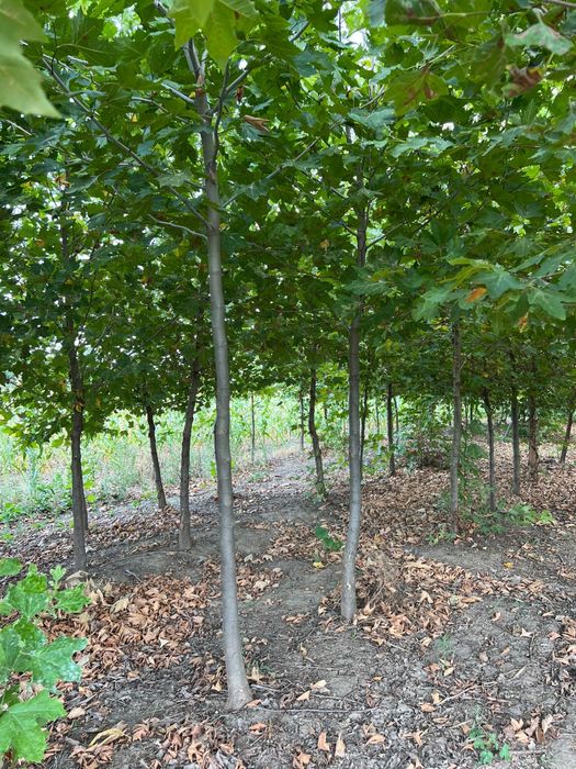 Vand copaci ornamentali