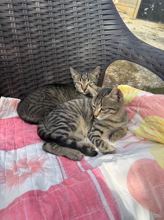 Pisici pentru adoptie