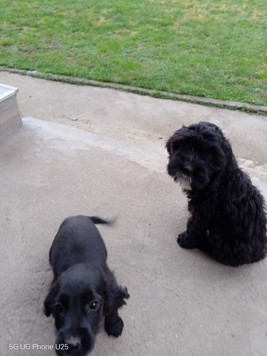 Кучета за трюфели