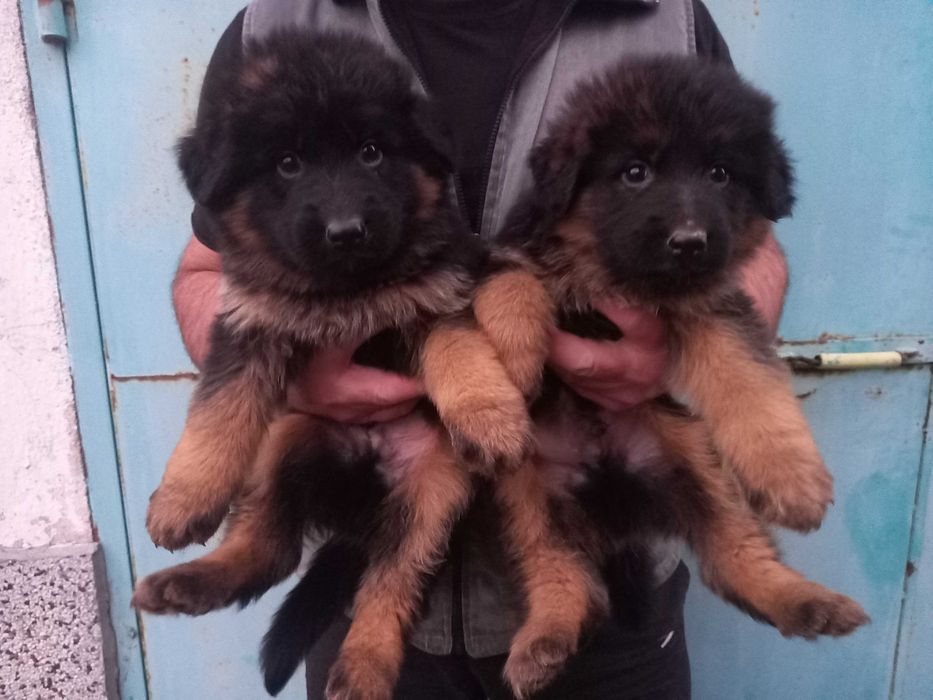 Немски овчарки мъжки и женски