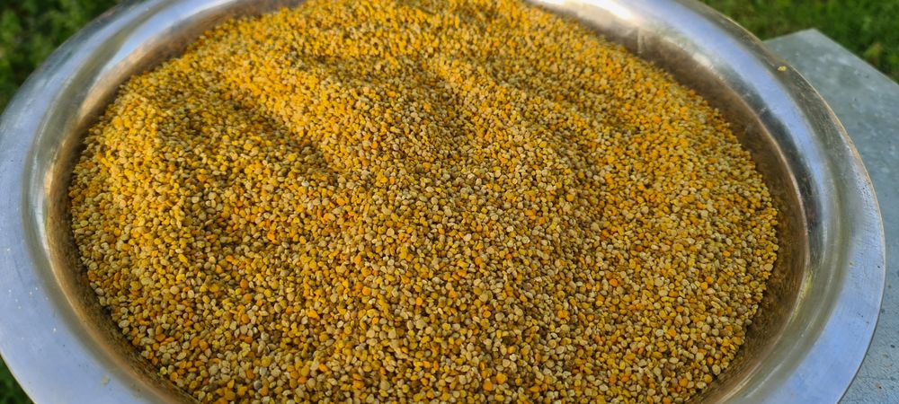 Polen albine,  crud, selectat, producție 2025