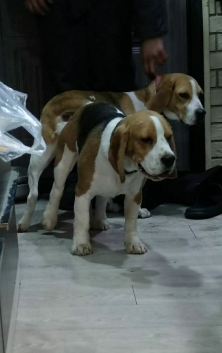 Кобель бигля на вязку