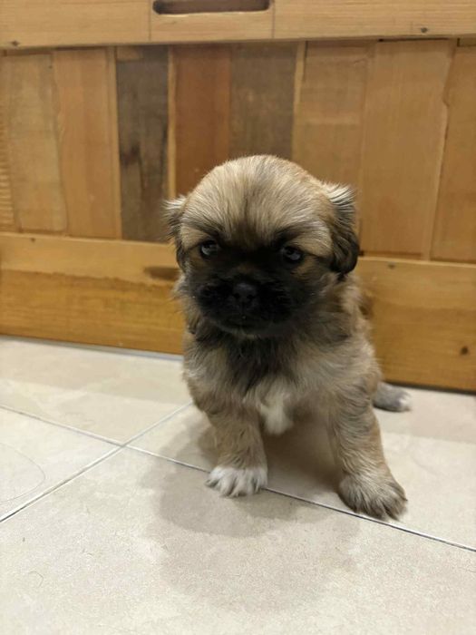 малки кралски пекинезчета