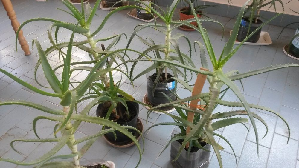 Planta in ghiveci Aloe Vera cu maturitate de peste 5 ani si 60-70 cm.