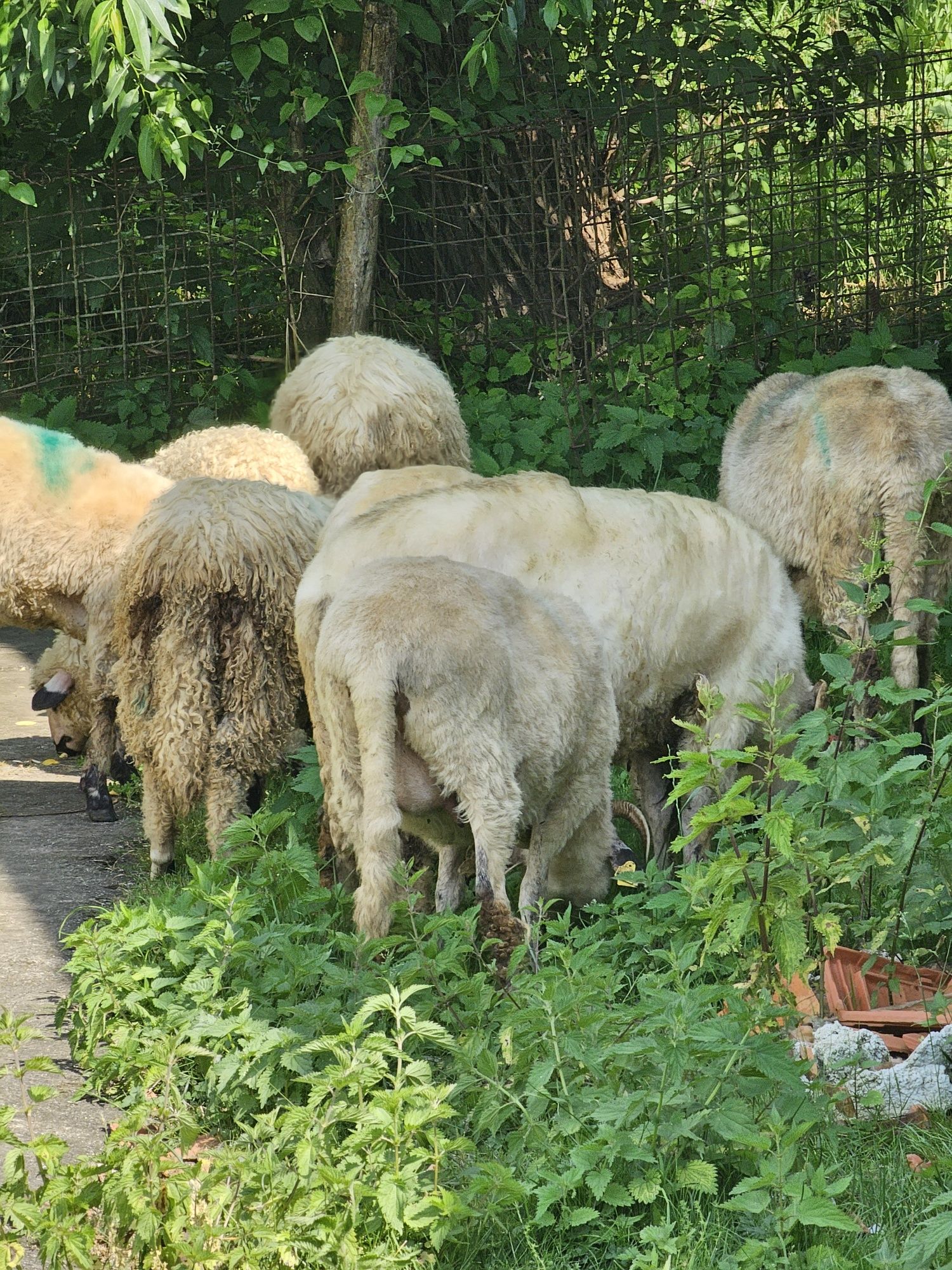 Vând miei intre 20 si 35 de kg