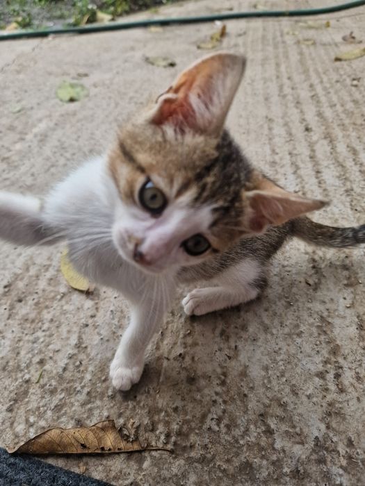 Spre adoptie trei pisoi