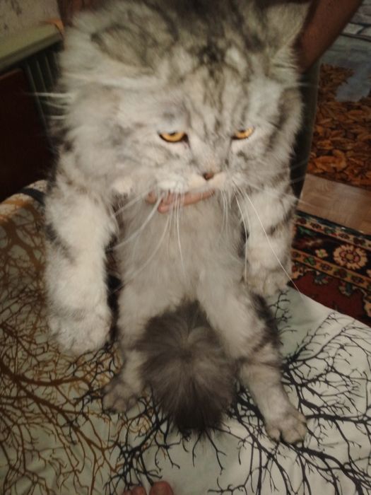 Персидский кот, не дорого в добрые руки