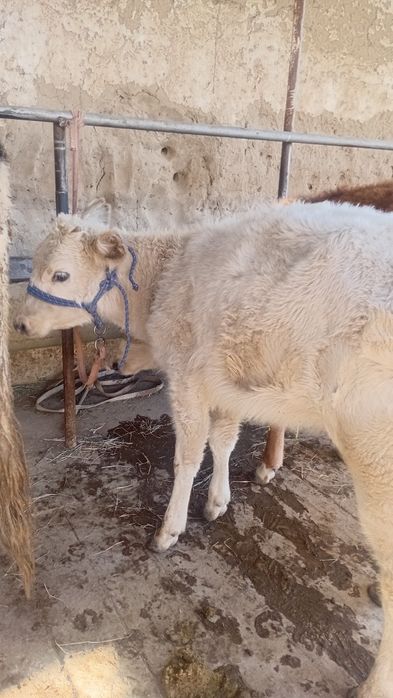 Ұрғашы бұзау сатылады