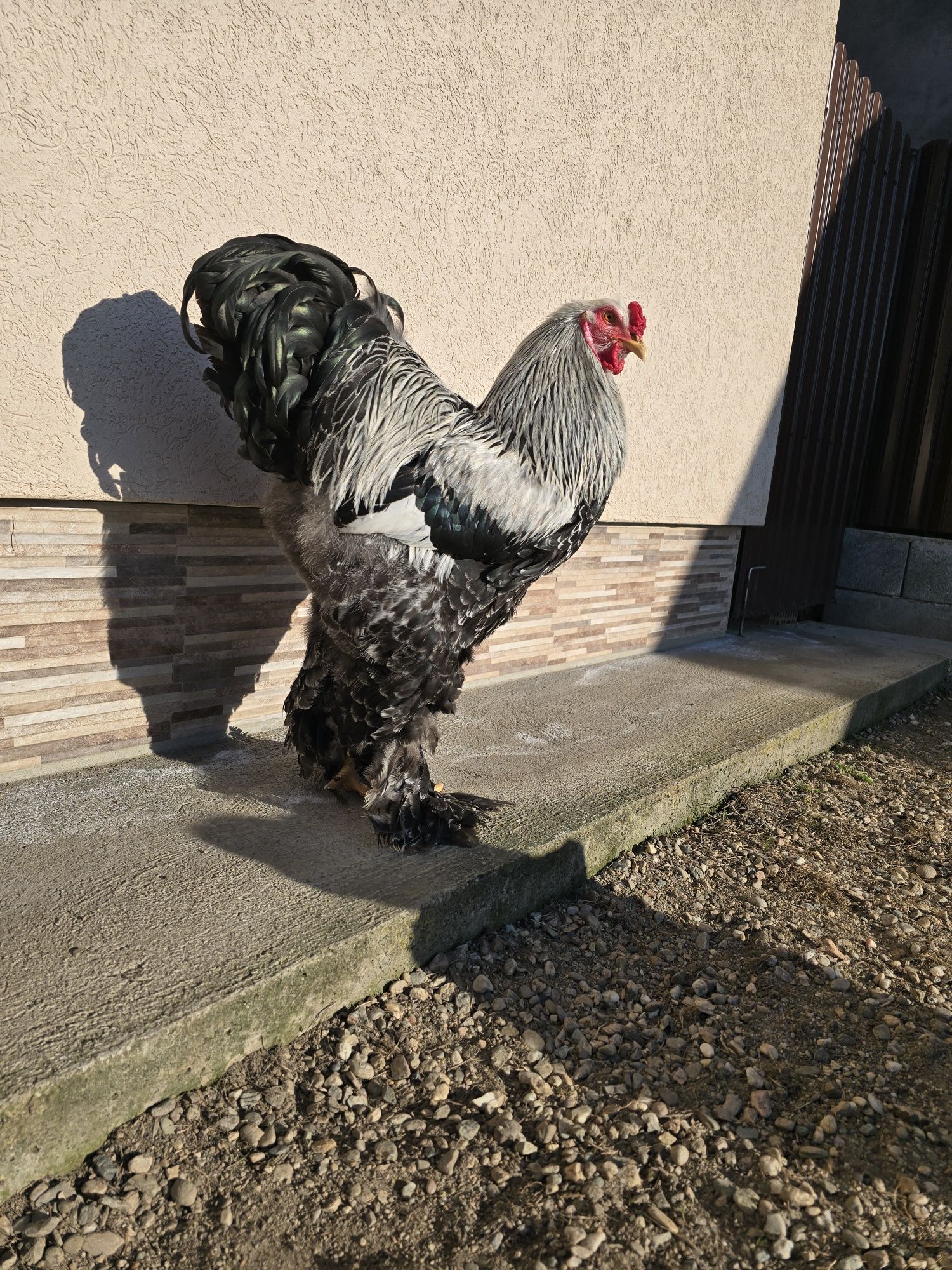 Brahma herminat inchis