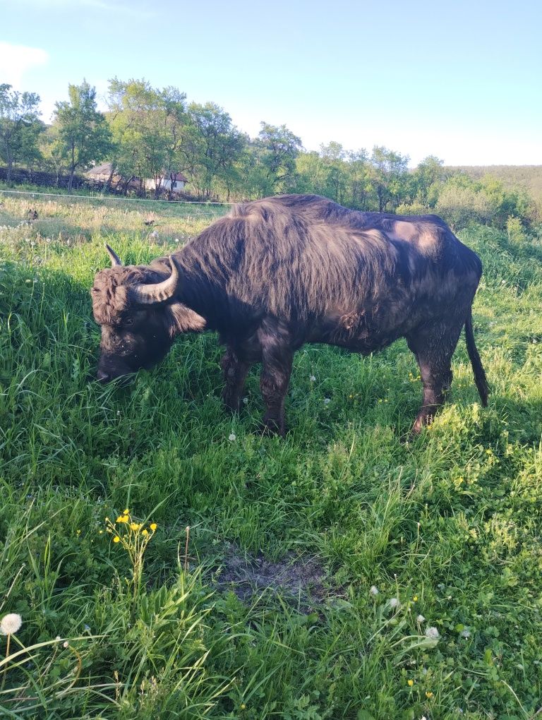 Taur de bivol de vanzare